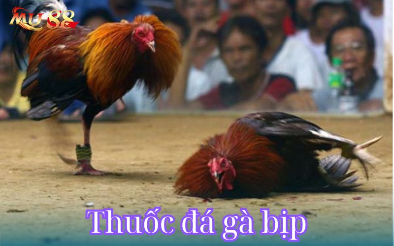 Giới thiệu thông tin thuốc đá gà bịp