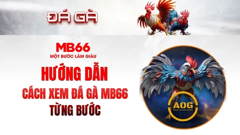Cách Xem Đá Gà KUBET Từng Bước